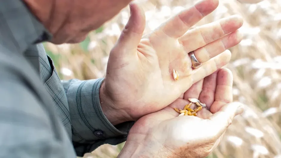 Bob Quinn holding freshly harvested KAMUT® grain in his hands